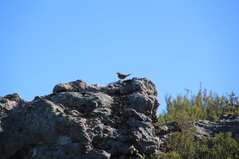 Bird watching