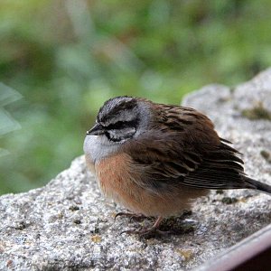 Bird watching