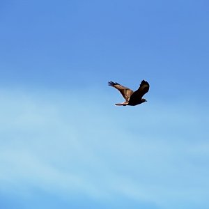 Bird watching