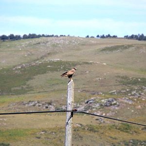 Bird watching