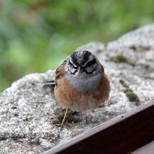 Bird watching