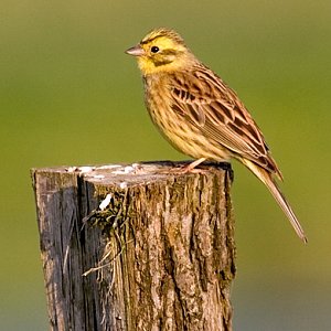 Bird watching