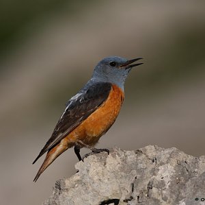 Bird watching