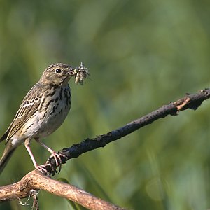 Bird watching